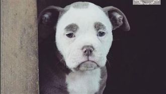 世上最衰臉狗　就算玩爽爽也一臉哀怨