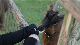 山羊,哈森海德,公園,Hasenheide park,德國,柏林,Lilly,宰殺,動物,晚餐,吃羊　圖／翻攝自Pixabay https://goo.gl/RvxJ8X