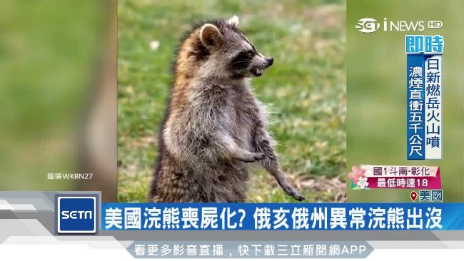 面露兇光露獠牙　美驚現「僵屍浣熊」