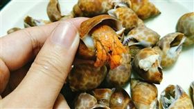 買鳳螺驚見「不速之客」寄居蟹／爆廢公社