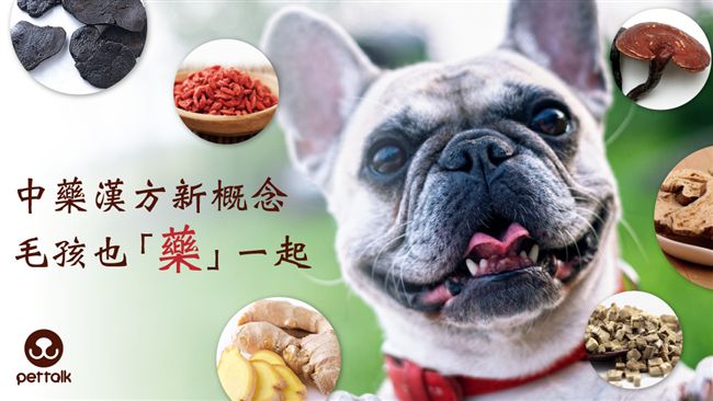 狗狗也能吃中藥！5藥材改造寵物鮮食