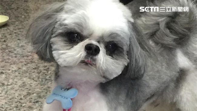 送西施犬寵物店美容　竟被「捶」死了