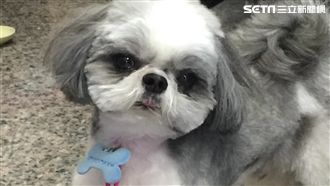 送西施犬寵物店美容　竟被「捶」死了