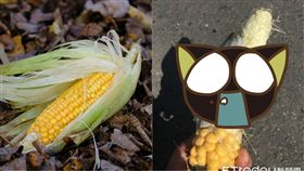 玉米,玉米黑粉菌,真菌,雲林,斗六,斗六人文社交圈,高級,　圖／翻攝自臉書　