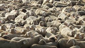 澳洲,綿羊,船隻,熱死,中東,伯斯卡達,科威特,阿拉伯,農民,生計,動物,畜牧　圖／翻攝自Pixabay　https://goo.gl/okU3LW