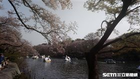 日本,櫻花（圖／記者潘彥瑞攝）