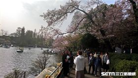 日本,櫻花（圖／記者潘彥瑞攝）