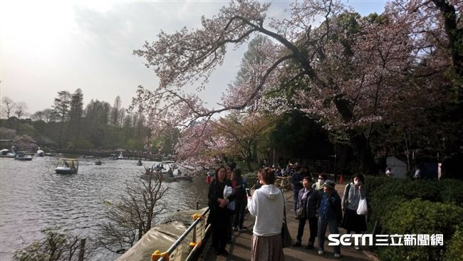 日本暖春　民間氣象估櫻花三月中開