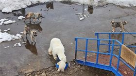 北極熊,狗糧,生存,暖化,俄羅斯,Vladimir Melnik,研究員,狗,　圖／翻攝自視覺中國