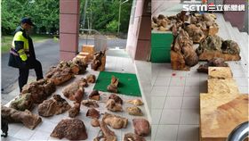 南投,山老鼠,檜木,樹瘤,樹磚,盜伐集團（圖／翻攝畫面）