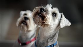 名家／PetTalk：說寵物