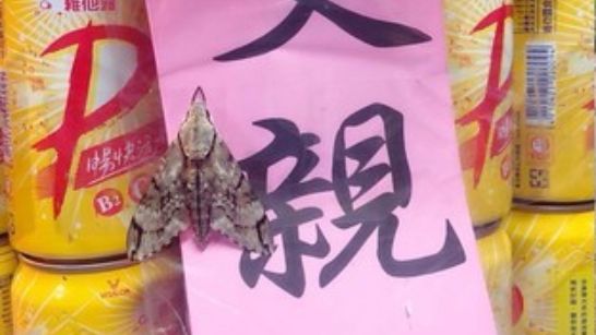阿公過世第十天　飛蛾停靈堂12小時