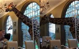 長頸鹿破窗探頭共享早餐　遊客超淡定
（圖／翻攝自arthurpassos IG）