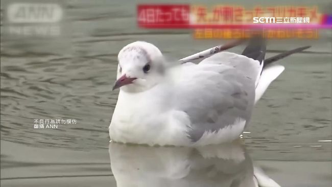 紅嘴鷗頭上插10公分吹箭　遊客嚇傻