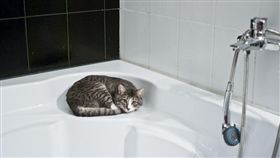 貓咪、洗澡／pixabay