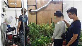 台中,大麻,毒品,黃金比例,營養液,大麻花,透天別墅（圖／翻攝畫面）