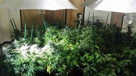 台中,大麻,毒品,黃金比例,營養液,大麻花,透天別墅（圖／翻攝畫面）