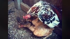 精盡「雞」亡？泰國粉專分享一隻公雞與母雞的性愛影片，公雞一開始勇猛地進攻，不久後公雞突然軟腳倒地，疑似死亡。其他網友看到後，紛紛直呼「死了都要愛啊！」（圖／翻攝自เกษตรพารวย臉書）