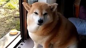 柴犬こい／翻攝自koikoi1788 IG