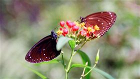 林內紫斑蝶季開幕　邀民共賞清明蝶雲林林內紫斑蝶季邁入第12年，31日在林內鄉公所前廣場開幕，邀請民眾在4月1日及6日、7日、8日的連續假日前來觀賞「清明蝶」的遷徙奇景。（檔案照片）中央社記者葉子綱攝　107年3月31日