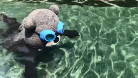 北市吉祥物的熊讚為了回山林做準備，在游泳池大秀「熊蛙式」，姿勢看起來相當標準，不過有眼尖的網友發現亮點，直呼「沒有穿泳褲，這樣不行啊！」（圖／翻攝自熊讚Bravo臉書）