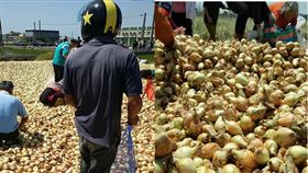 盤商大放送，百萬顆洋蔥給民眾免費撿回家。（圖／翻攝臉書）