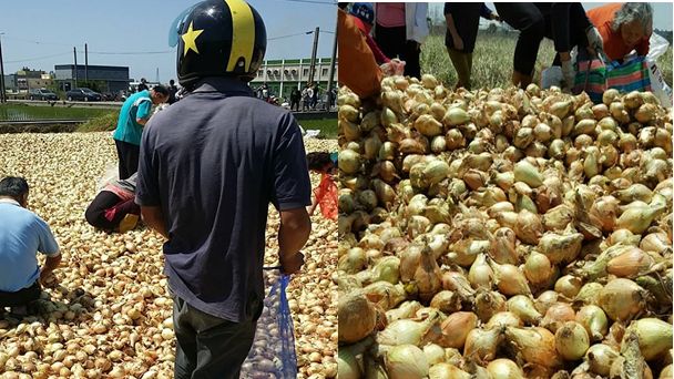 彰化伸港、大城　百萬顆洋蔥免費拿