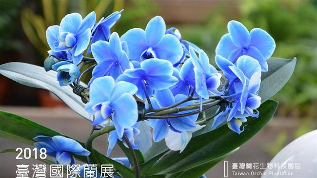 台灣國際蘭展超美　外銷訂單破百億元