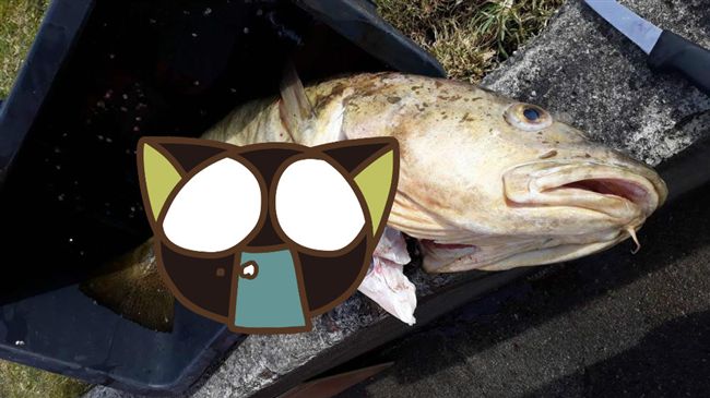 男以為釣到「大肚鱈魚」！剖開嚇壞了