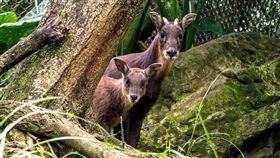 暖！山羊媽媽大放母愛　緊緊跟在好奇的寶寶旁邊守護著牠