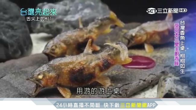 受日本三星主廚青睞　台灣香魚出頭天