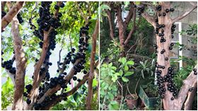 樹幹長黑瘤…她見狀後驚呆　網笑：不識貨，這很貴耶！
樹葡萄,圖/翻攝自爆廢公社