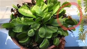 夏天,蚊子,蟑螂,昆蟲,消滅,植物,捕蠅草,爆廢公社　圖／翻攝自臉書爆廢公社