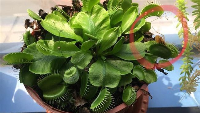 她曝夏天必備除蟲神器　網狂問在哪買