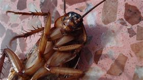 蟑螂,小強,中毒,發燒,嘔吐,腹瀉,胃痛(圖/翻攝pixabay.com)