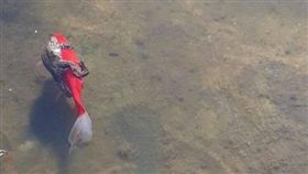 青蛙環抱金魚渡河（圖／翻攝自reddit）