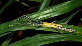 台北市立動物園,昆蟲館,津田氏大頭竹節蟲,雌雄同體,竹節蟲,動物園