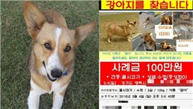 好殘忍！她懸賞百萬找尋愛犬　結果竟是被鄰居吃了　圖／翻攝自news1
