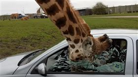英國野生動物園長頸鹿頭伸車內討食物，駕駛關窗玻璃突炸裂（圖／翻攝自YouTube）