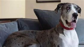 我不接受！大丹狗要「減肥」超傷心　萌碎念求媽給肉吃