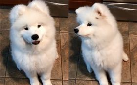 食物卡頭毛消失　汪星人無辜：餅乾呢
（圖／翻攝自lunapaparazzi IG）