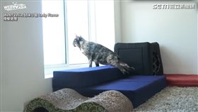主人為小癱貓打造專屬落地窗台。