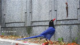 台灣藍鵲　圖／陳信助提供