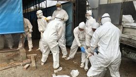 台中市神岡區一處土雞場，經台中市動保處採樣確診發生H5亞型高病原性禽流感，今（13）日撲殺土雞1150隻、銷毀飼料1672公斤，對內外場區加強消毒。（圖／翻攝自臺中市動物保護防疫處網站）
