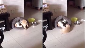小小汪想撒嬌　貓老大狠巴頭一腳踢開