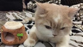 有一名男網友日前網購一個貓咪小窩，不料實體送來後，他發現商品竟是「鼠用小窩」，尺寸小了很多號，讓他哭笑不得。不少網友看到強烈對比，紛紛笑虧「只能放得下手手！」（圖／翻攝自爆廢公社）