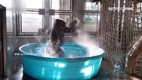  最狂大猩猩! 神複製倒立特技秀給你看