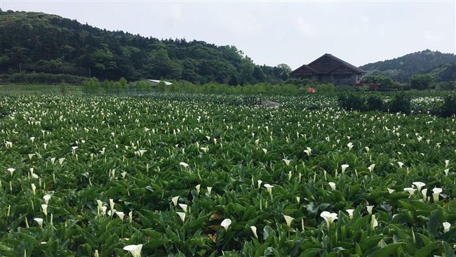 採海芋正夯　老闆說這時間來人最少