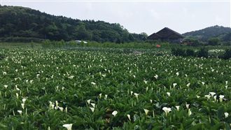 採海芋正夯　老闆說這時間來人最少