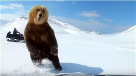 無知！冬眠完的棕熊遭雪上摩托車遊客追逐　轉身伸爪揮下去（圖／翻攝自ViralHog YouTube）